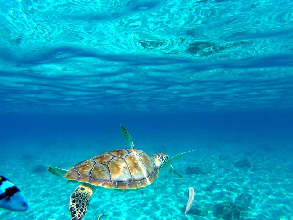 Barceló Maya Palace: Snorkeling