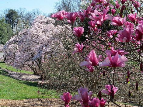 Magnolia and Cherry Blossoms