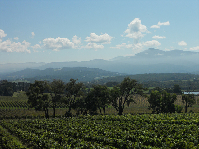 Melbourne is Yarra Valley wine tasting