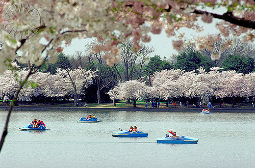 Paddle Boating on the Tidal Basin