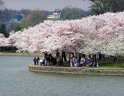 Strolling among the Tidal Basin Cherry Blossoms