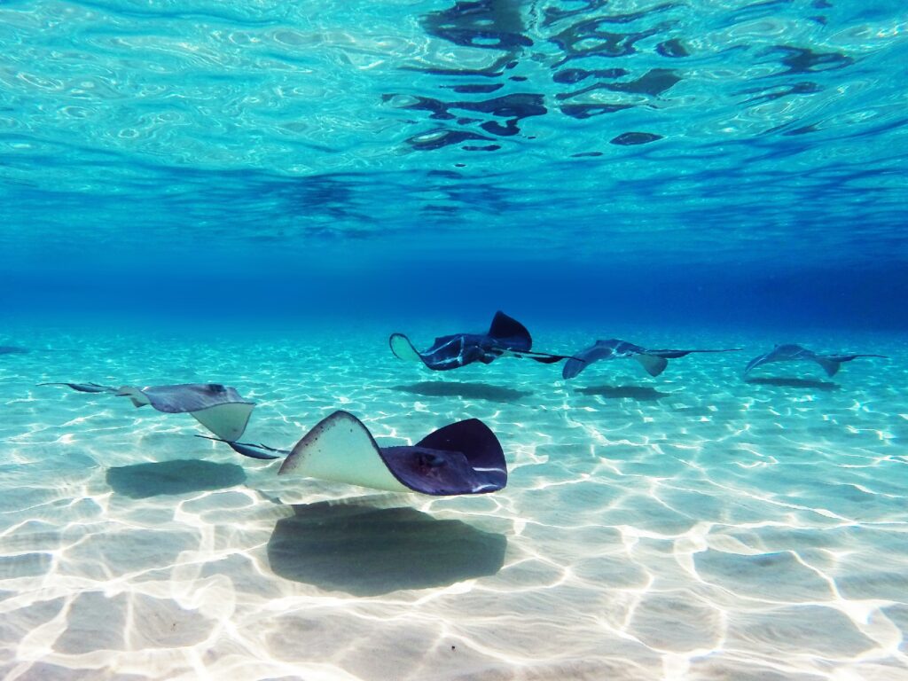 Stingrays at stingray city destination.