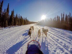 Doglsledding in Alaska on an icefield experience