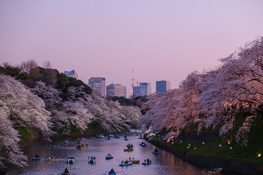 Tokyo Cherry Blossoms