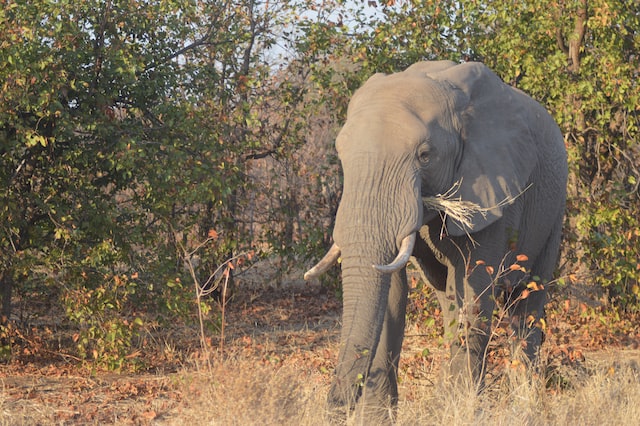 Elephant in the brush in Limpopo, South Africa