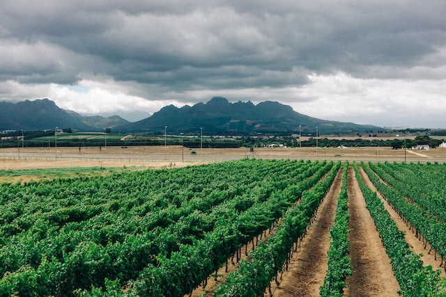 Vineyards in Stellenbosch with mountain range in background