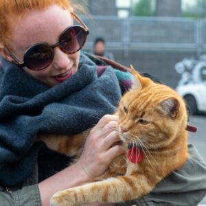 The Reykjavik Cat Walking Tour