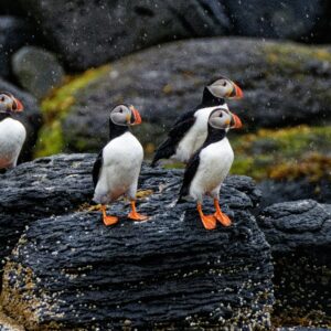 RIB Small Group Puffin Tour